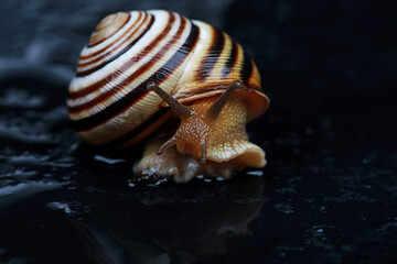 beautiful striped snail in the studio