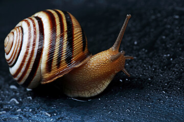 beautiful striped snail in the studio