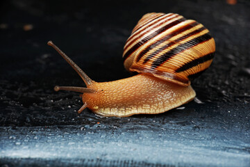 beautiful striped snail in the studio