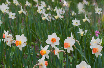 Blooming daffodils in spring on a flower bed.