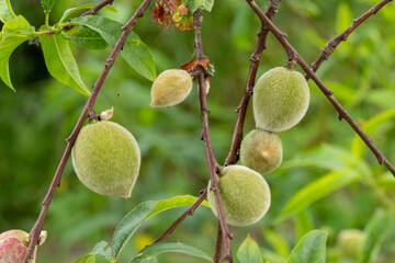 Green almonds on the tree branch