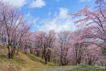 Fototapeta na wymiar 上富良野町 深山峠 満開の桜 5月 （春の北海道・道北観光）