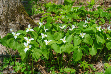 富良野 鳥沼公園オオバナノエンレイソウ　春の花