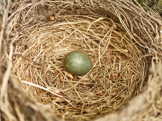 A thrush nest with eggs is left among the thickets of trees.