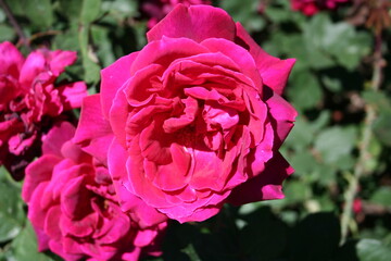Rosa