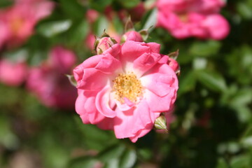 Rosa