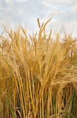Field rye in period harvest on background cloudy sky