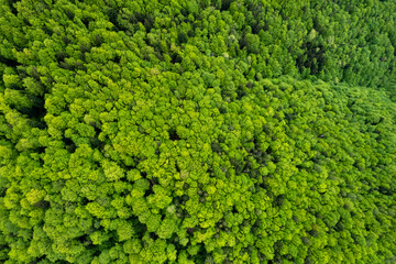 Top down aerial view of carpathian mountains covered with trees colored into spring colors The gorgeous fresh colors of spring foliage