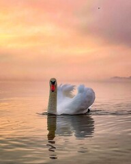 Лебедь на воде