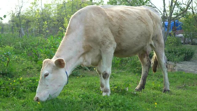 simmental and charolais cows grazing in meadows.