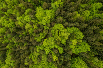 Top down aerial view of carpathian mountains covered with trees colored into spring colors The gorgeous fresh colors of spring foliage