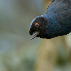 Masked Flowepiercer
Pinchaflor enmascarado
blue bird red eyes