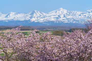 上富良野町 深山峠 満開の桜 5月 （春の北海道・道北観光）