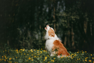 Red dog border collie howling in the forest