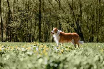 Red dog border collie in the forest