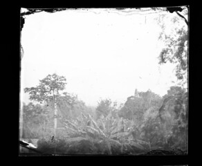 tintype wet plate collodion vintage photo of tropical landscape