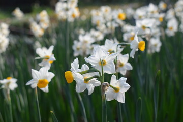 Spring, Plants, Flower, Nature, Colors, Grean World, Amsterdam, Travel, Holland.