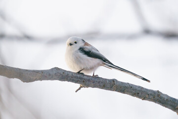 北海道三大かわいい　雪の妖精　シマエナガ
