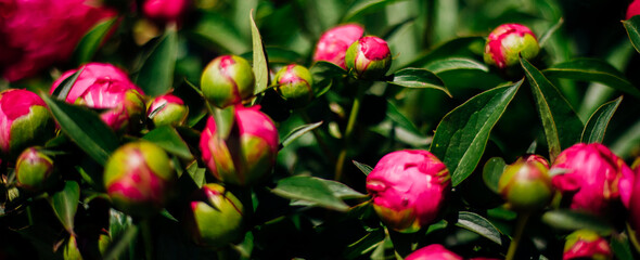 Obraz na płótnie Canvas Close-up of blooming pink peony buds.Bright sunlight. Floral background.