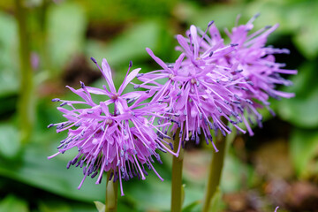 富山舟戸イワウチワ群生地のショウジョウバカマ