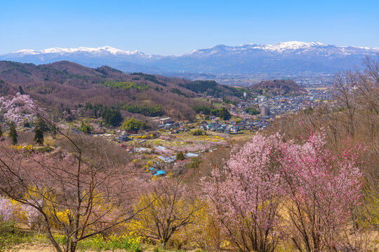 桜満開の生け花の里　福島市桜の名所（4月）