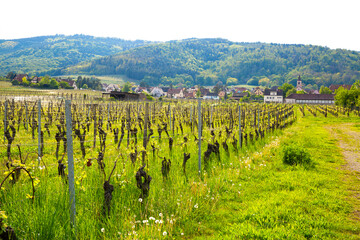Beautiful vineyard and countryside landscape in Alsace, France. Brigh sunny day and mountains in the background. 