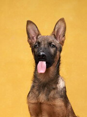 funny dog licking on on a yellow background. Playful wolfdog puppy. 