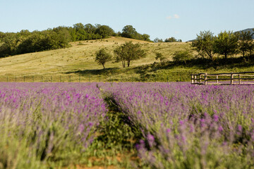 Close up of purple lavander in a lavander field