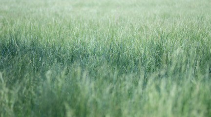 Obraz na płótnie Canvas Field of grass in summer