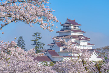 桜満開の鶴ヶ城　会津若松観光（春）