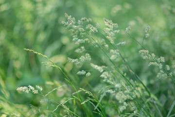 Field of grass in summer