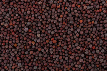 Black mustard seeds background. Pile of dry mustard grains. Top view.