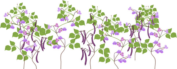 Border with bean plants with purple flowers and green leaves isolated on white background