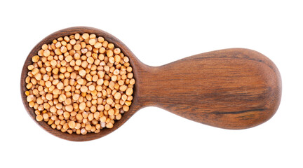 Mustard seeds in wooden spoon, isolated on white background. Pile of dry mustard grains. Top view.