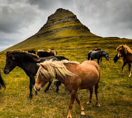 Horses with the green Kirkjufell mountain in the background, Iceland