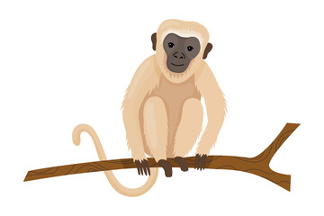 Monkey or macaque with light hair. An exotic animal from the jungle, sits on a branch. African monkey isolated on white background.