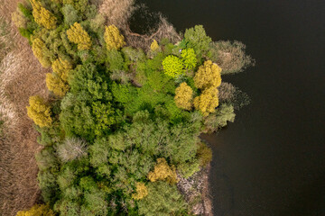 Aerial view of the shore of a pond with reeds and trees in spring