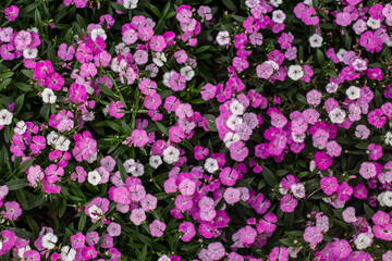 Close up photo of china pink flower.