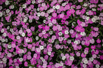 Obraz premium Close up photo of china pink flower.