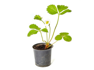 Strawberry seedling with flower isolated on white background. Strawberry plant in pot