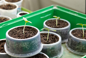 Cucumber seedlings in plastic pots, closeup. Cultivation vegetables in ground indoors/greenhouse, selective focus