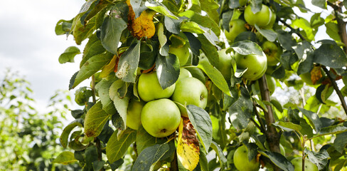 Ripe apples on a tree in a garden. Organic apples hanging from a tree branch in an apple orchard