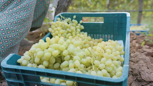 Sultana grape clusters are being distributed on a case in harvest time.