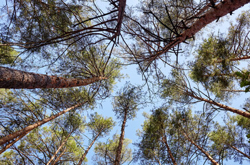 Fototapeta premium Bottom view of tall old trees in evergreen forest. Blue sky in the background. Low angle view of trees in the forest, natural background