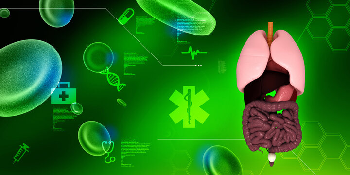 

3d illustration human digestive system

