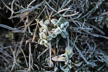 Eine wiese mit bunten Blüten und Boden Frost im Frühling