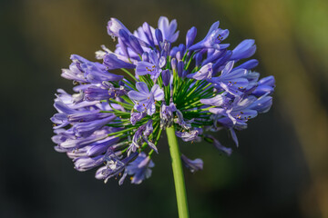 close up of a flower