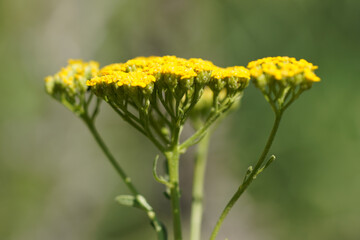 Sweet Yarrow (Achillea ageratum)
