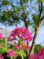 Fototapeta premium pink flowers in the garden