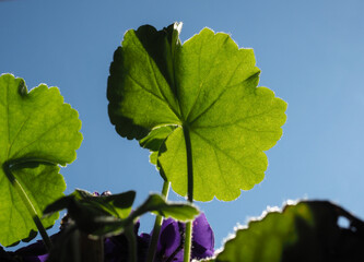 house plant leaf against the sky